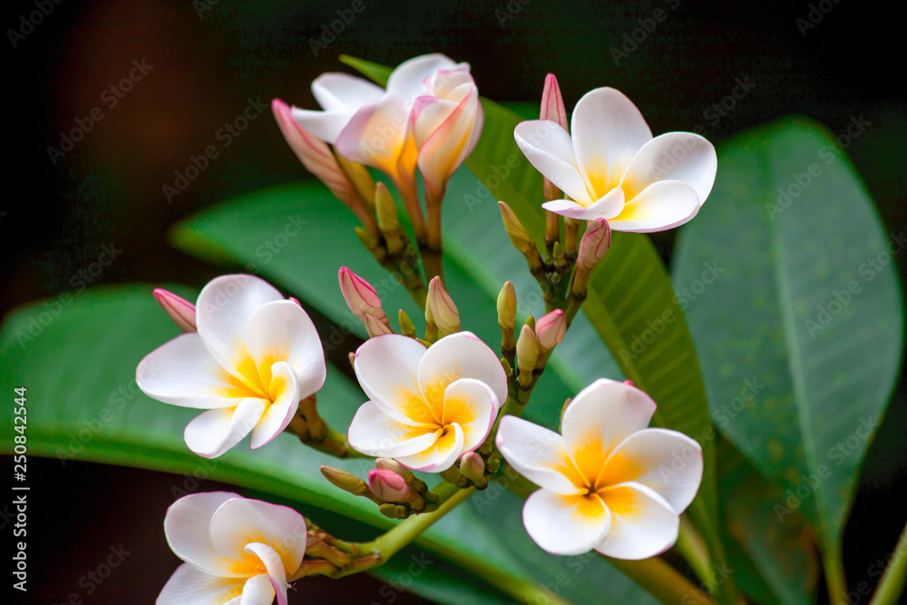 Flower branch of white plumeria with green leaves