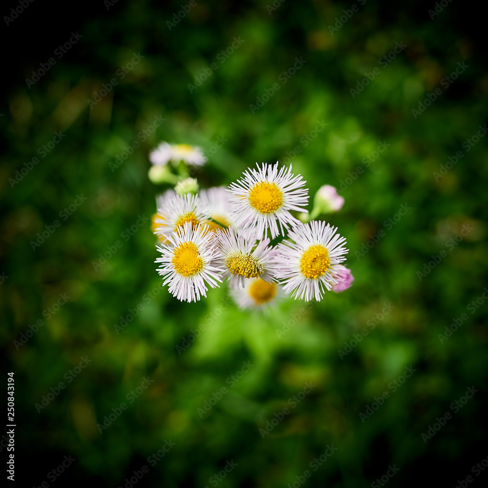 Closeup of Wildflowers