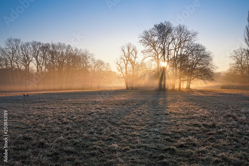 Tiefstehende Sonne und Nebel im winterlichen Stadtpark von Magdeburg
