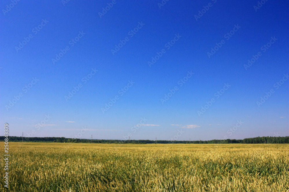 Blue sky over green field
