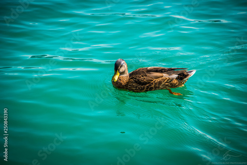 Duck in the clear water on a sunny day