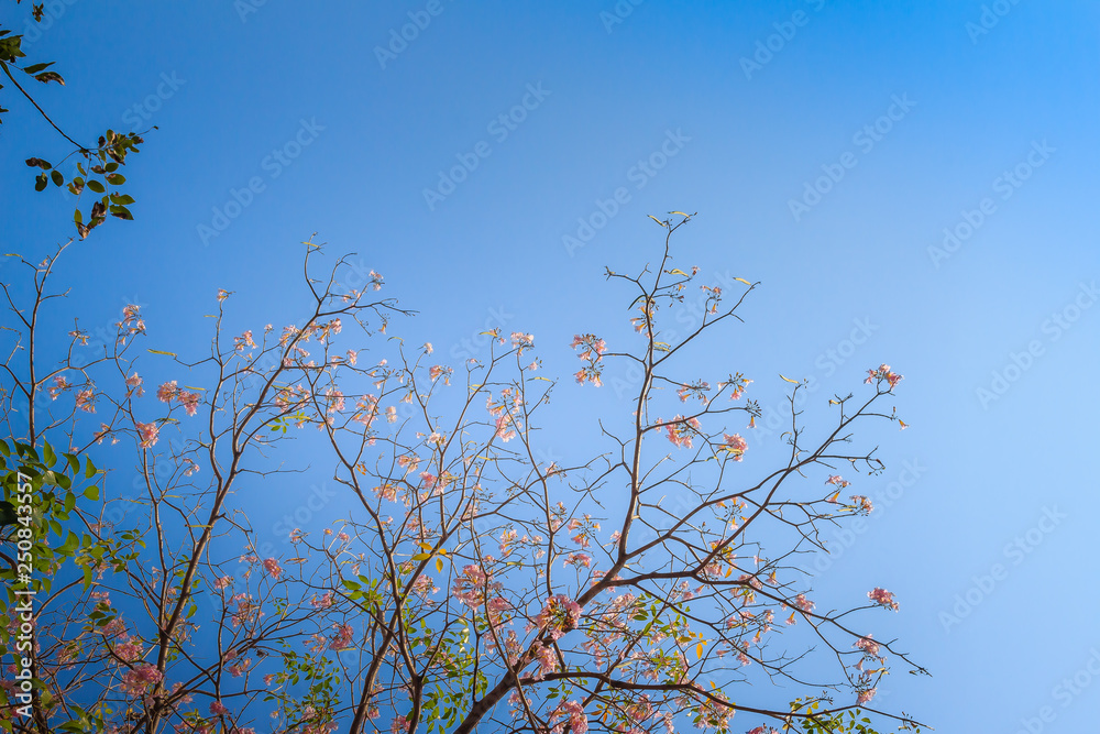 Beautiful pink trumpet (Tabebuia rosea) flowers on tree with branches and leaves with blue sky background. Tabebuia rosea is a Pink Flower tree that common named Pink trumpet tree, Rosy trumpet tree. Beautiful pink trumpet (Tabebuia rosea) flowers on tree with branches and leaves with blue sky background. Tabebuia rosea is a Pink Flower tree that common named Pink trumpet tree, Rosy trumpet tree.