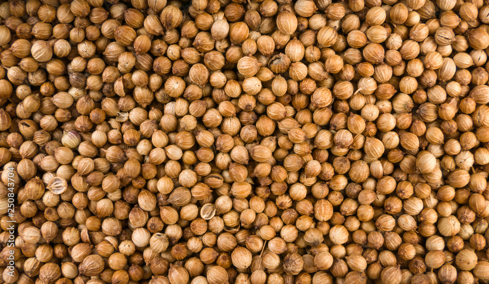 coriander seeds background. Natural seasoning texture. coriander seeds background. Natural seasoning texture.