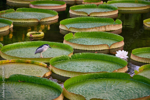 Water lily leaf with a bird - night heron in asian park  