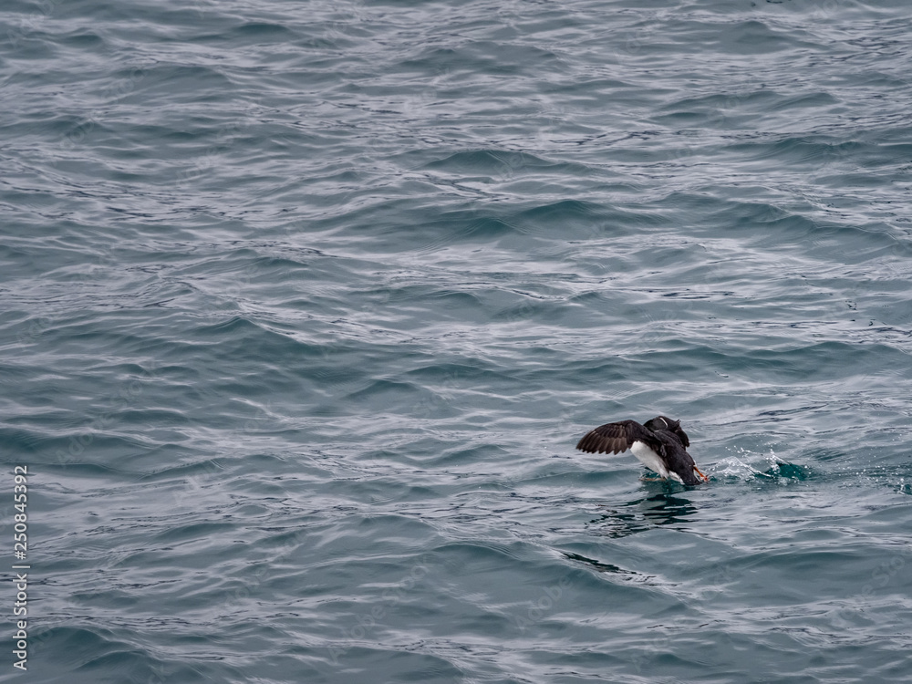 Fototapeta premium Atlantic cute puffin on the cold ocean, Svalbard, Norway