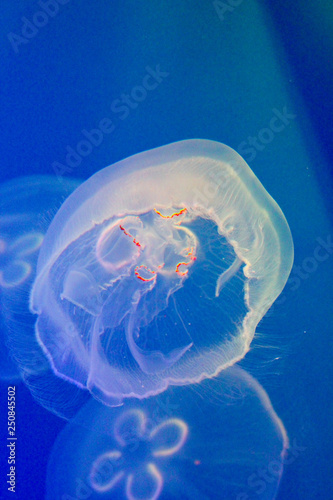 jellyfish close-up on blue background