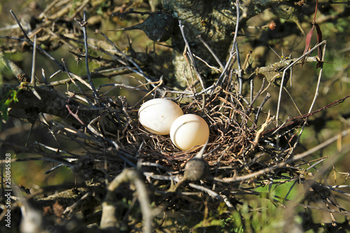 nest with two eggs on the branches of an acacia tree in Tanzania, Africa