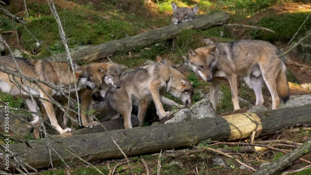Eurasian wolf (Canis lupus lupus) pack in forest Eurasian wolf (Canis lupus lupus) pack in forest