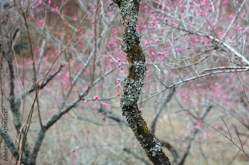 春の梅園,