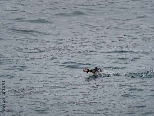 Atlantic cute puffin on the cold ocean, Svalbard, Norway