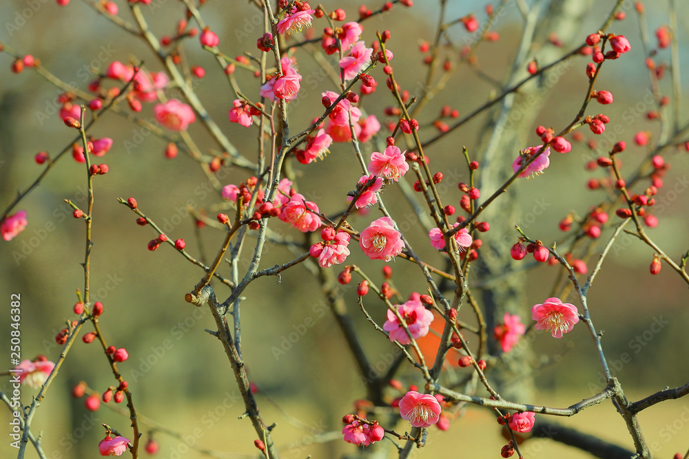 紅梅咲く 紅梅咲く