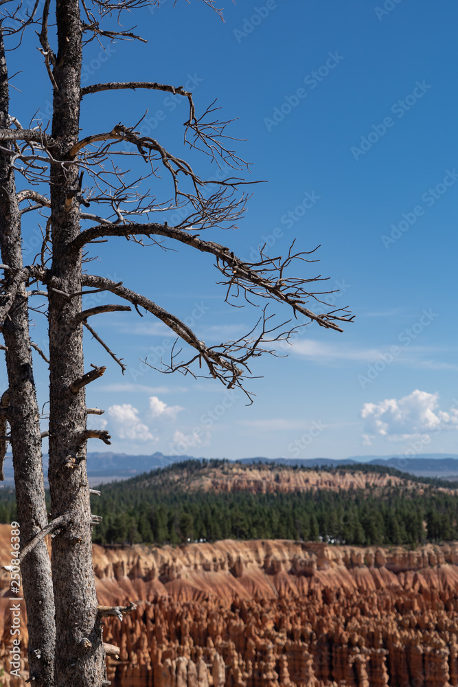Single tree overlooks the Bryce Canyon National Park hoodoos amphitheater