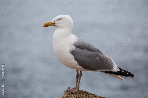 Seagull stand on a rock © Roni