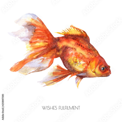 Isolated watercolor color gold fish with font