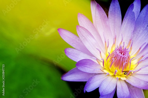 Beautiful flowering water lily - lotus in a garden in a pond. Reflections on water surface. 