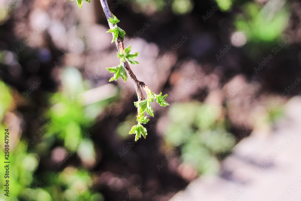 New green leaves on the branch. Spring time. New green leaves on the branch. Spring time.