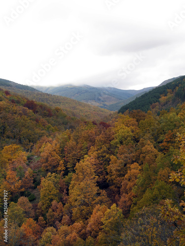 beech forest in mountain