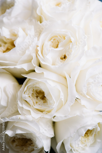 Beautiful blossoming white David Austin roses, close up texture photo