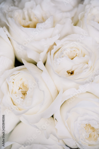 Beautiful blossoming white David Austin roses, close up texture photo
