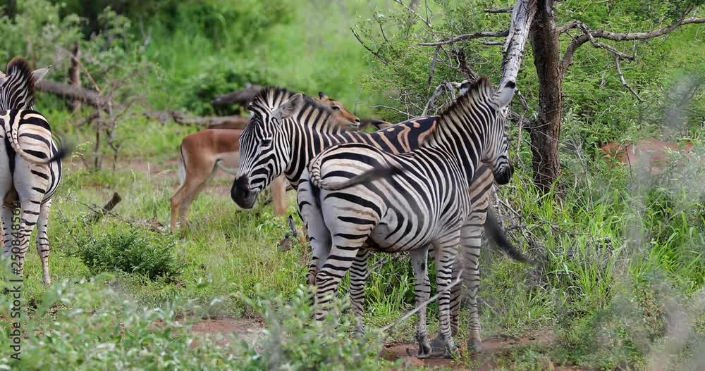 zebras in the savannah in south africa zebras in the savannah in south africa