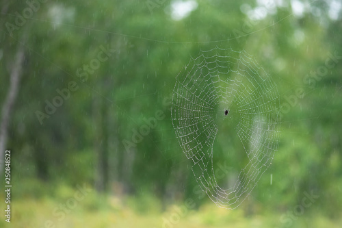 Spider web with dew drops. A classic circular form spider's web photo