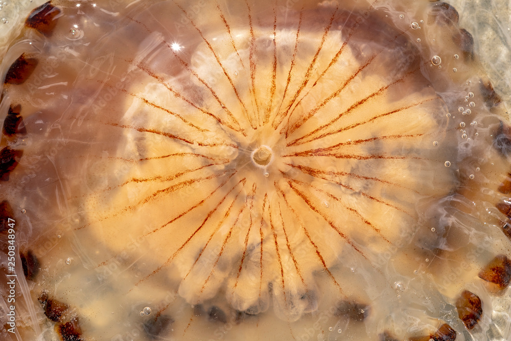 Obraz premium Qualle