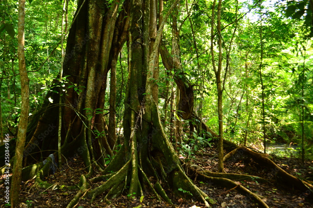 Fototapeta premium Prehistoric tree with roots crawling in the forest