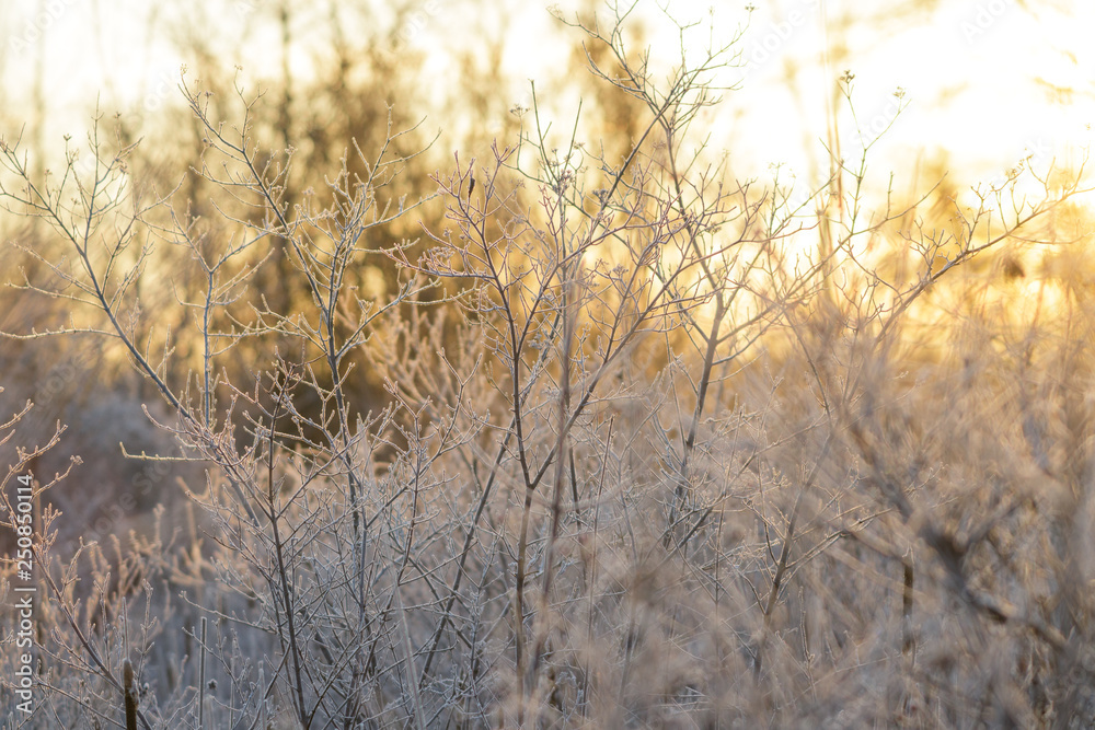 Bare Frosty Branches in Golden Light Bare Frosty Branches in Golden Light