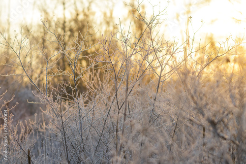 Bare Frosty Branches in Golden Light