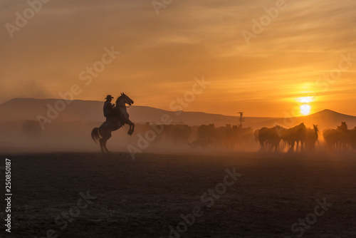 Fototapeta Naklejka Na Ścianę i Meble -  wild horses sunset and cowboy, ridding