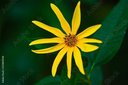 Yellow Summer Daisy 