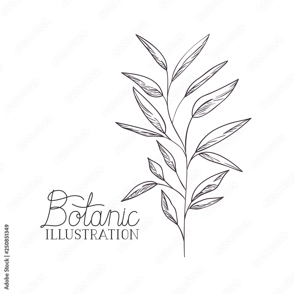 Fototapeta premium botanical illustration label with plant