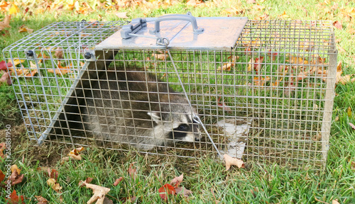 A raccoon caught in a cage in a garden and ready to be re-released into the wild photo