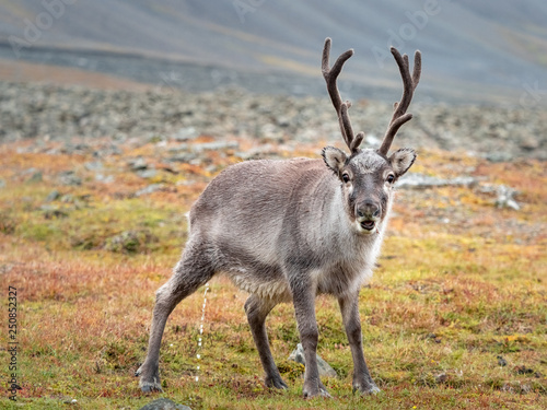 Wild young reindeer in his natural habitat in the tundra of Svalbard  Norway  Arctic