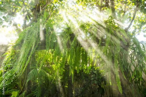 Fototapeta Naklejka Na Ścianę i Meble -  Sunshine through the fern tree