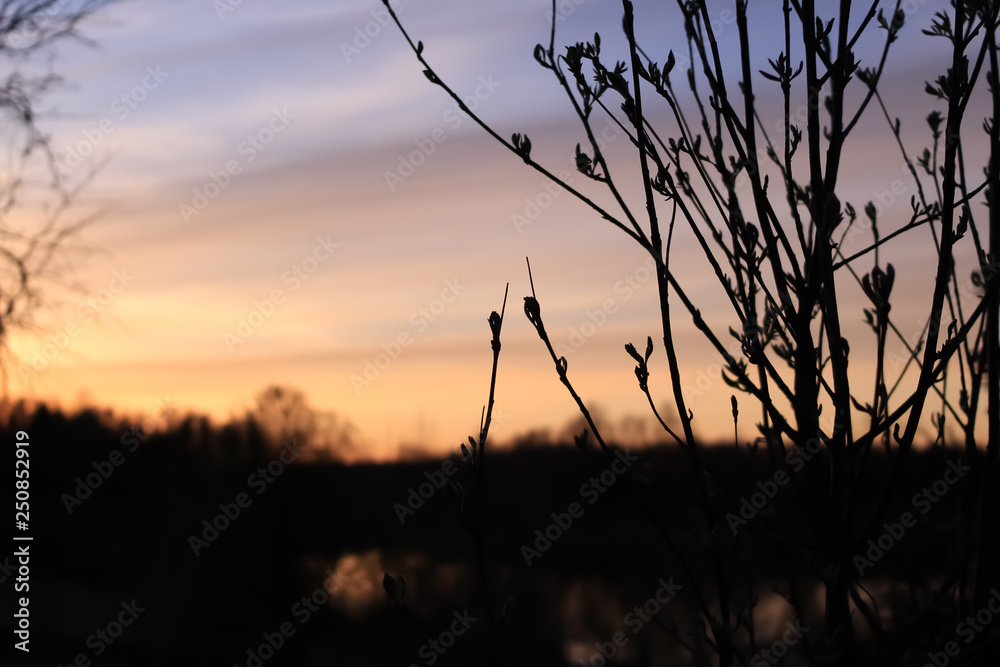 Obraz premium Beautiful sunset and branches without leaves. Spring time