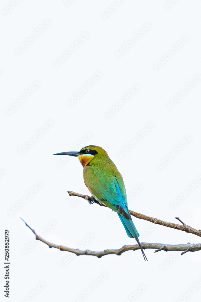 Blue-tailed bee-eater isolated perching on a perch with white background