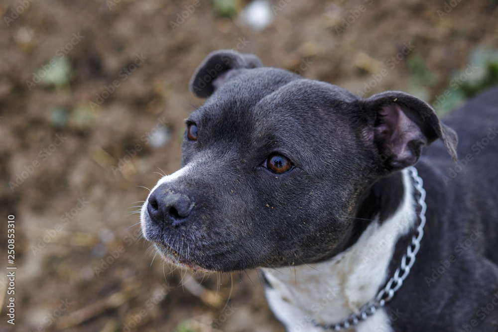 staffordshire terrier