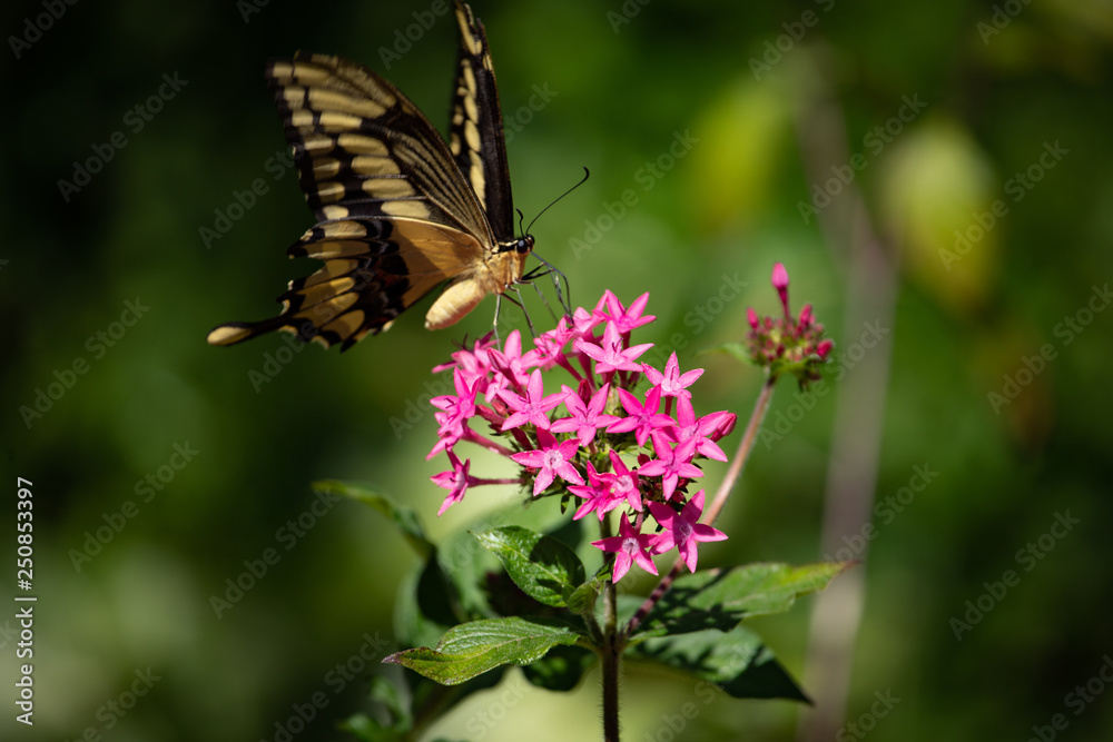 Thoas Swallowtail Butterfly on Pentas lanceolata flowers, commonly known as Egyptian starcluster.