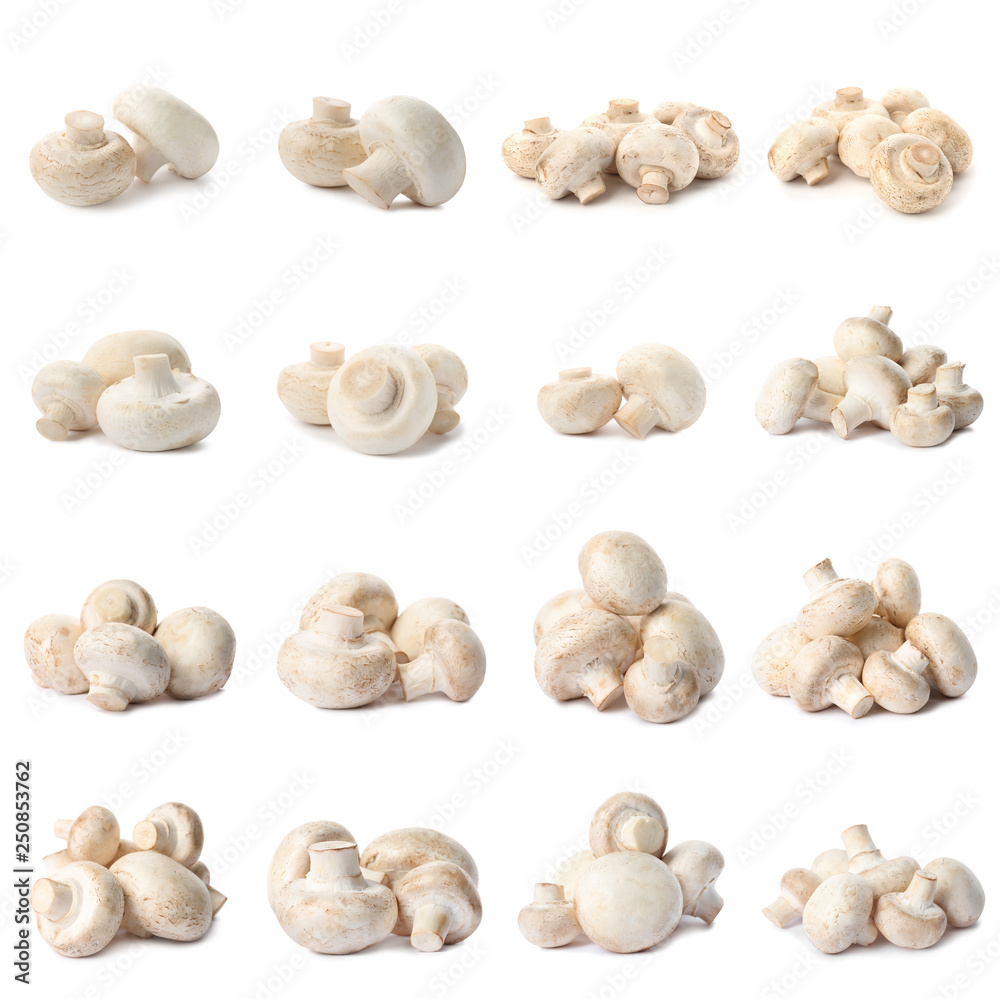 Set of fresh delicious champignon mashrooms on white background