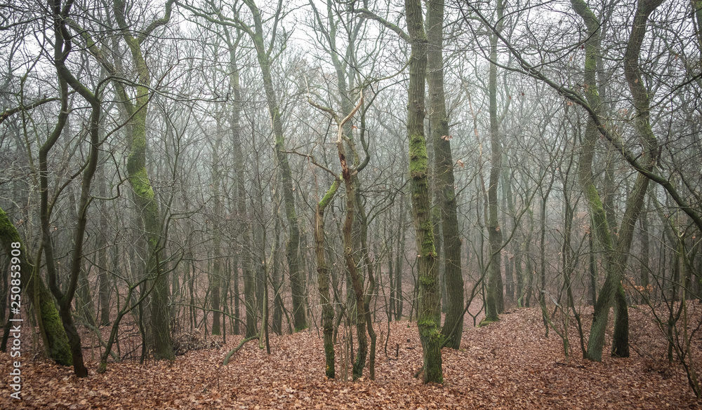 Forest trees in the mist in the winter Forest trees in the mist in the winter