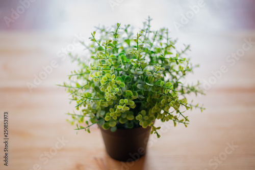 flower on the table in a pot