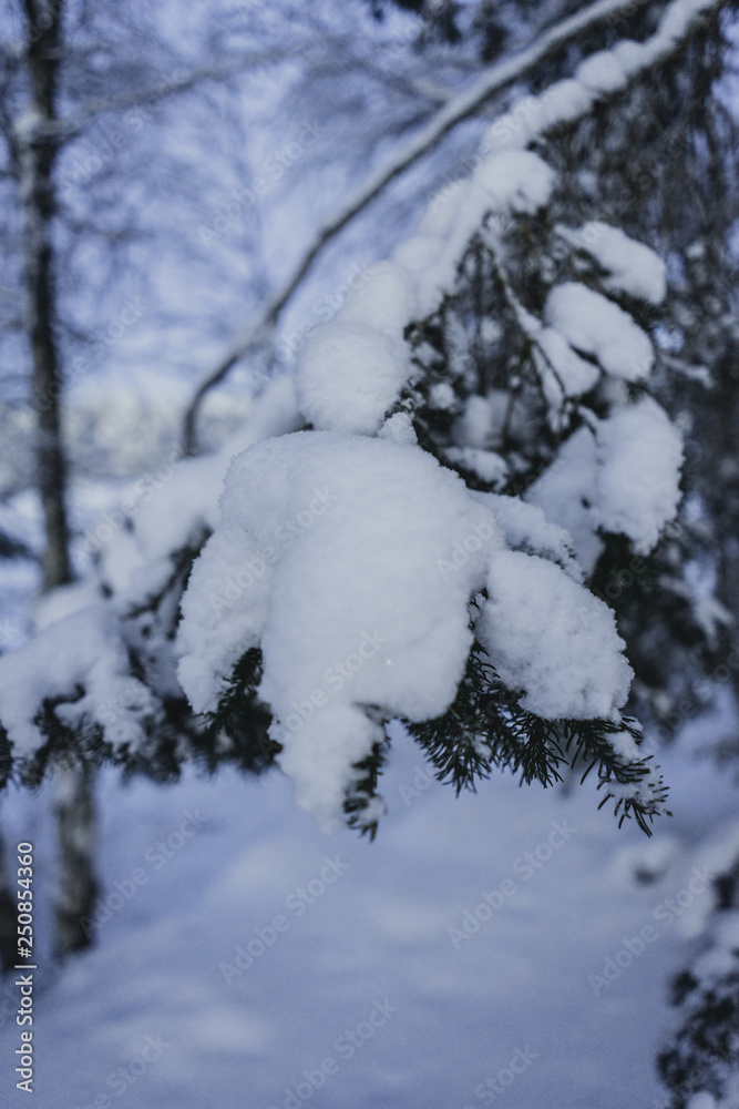 snow covered trees snow covered trees