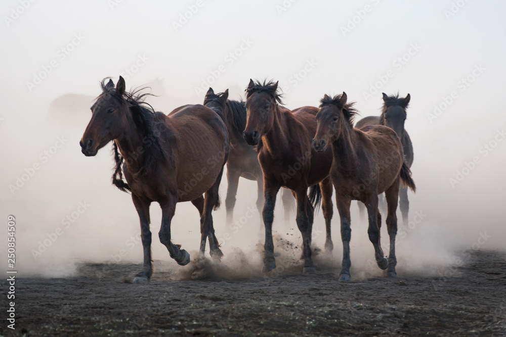Fototapeta premium running for freedom, wild horses
