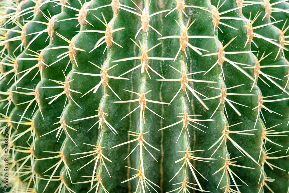 Cactus Family, close-up barrel cactus. thorn cactus texture background, close up Cactus Family, close-up barrel cactus. thorn cactus texture background, close up