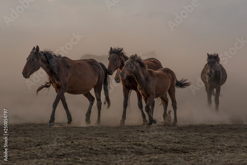 running for freedom, wild horses © dolkan