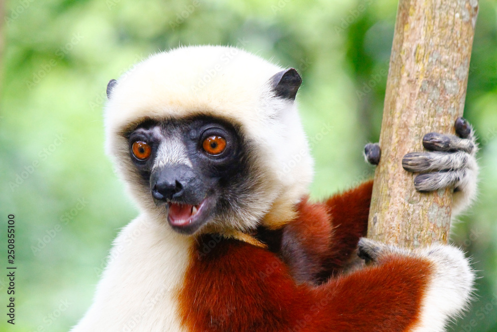 Obraz premium Endangered Coquerel s Sifaka Lemur (Propithecus coquereli). Bellied, forever