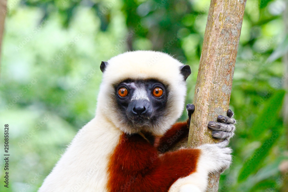 Fototapeta premium Endangered Coquerel s Sifaka Lemur (Propithecus coquereli). Bellied, forever