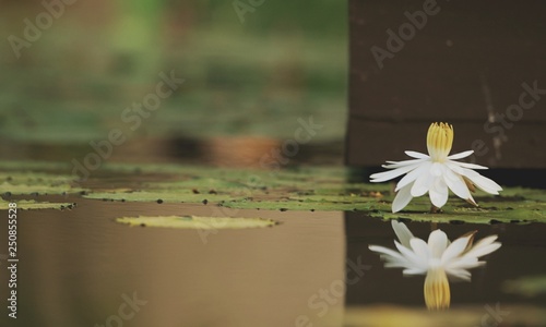 Beautiful flowering water lily - lotus in a garden in a pond. Reflections on water surface. vintage color style with soft focusing.  