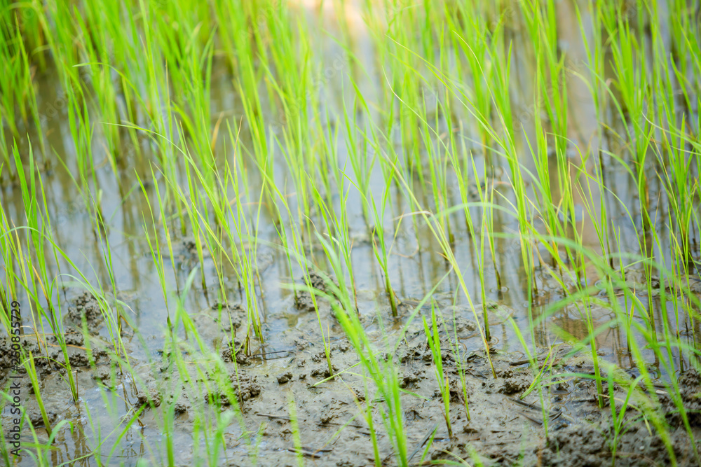 Obraz premium green paddy field for background